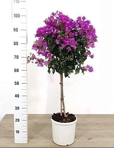 Bougainvillea Alberello Vaso 20cm Pianta Vera