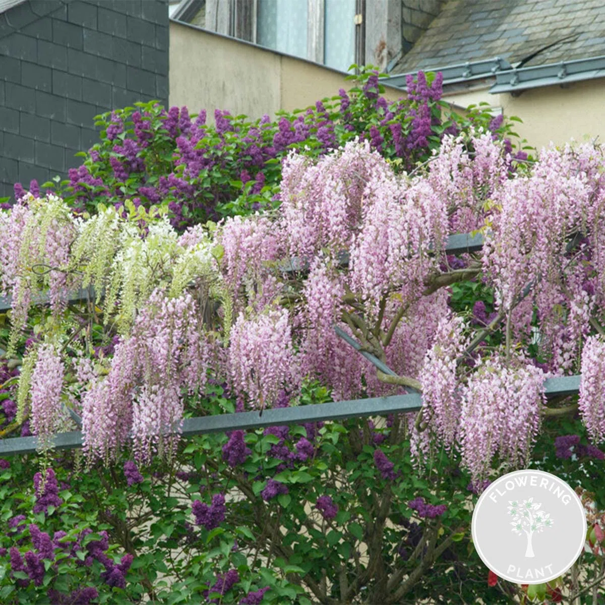 Bloomique - Wisteria floribunda ‘Rosea’ - Glicine rampicante - Rosa - Rampicante - Pianta da giardino - Resistente al freddo - Alta 50-70 cm - Vaso da 15 cm
