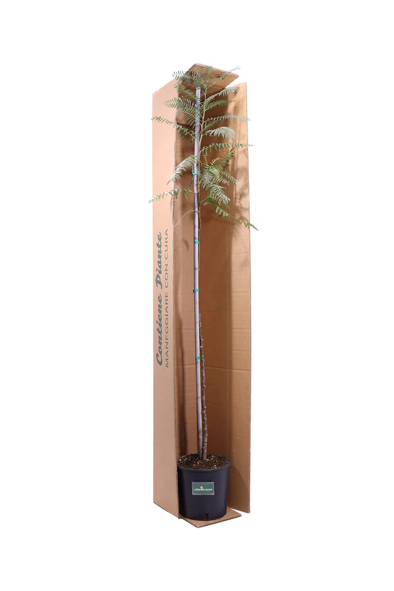Pianta di Falso Pepe Albero di Schinus Molle pianta da esterno Albero ornamentale di Falso Pepe albero da giardino pianta vera venduta da eGarden.store