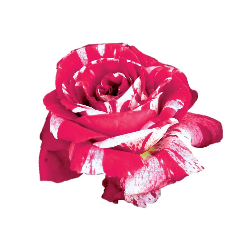 Scentimental®, rosaio vivo Rose Barni®, rosa profumata rossa striato di bianco, pianta rustica fiori grandi, coltivazione in vaso, aiuole e bordure, resistente ai parassiti e qualsiasi clima cod.72096