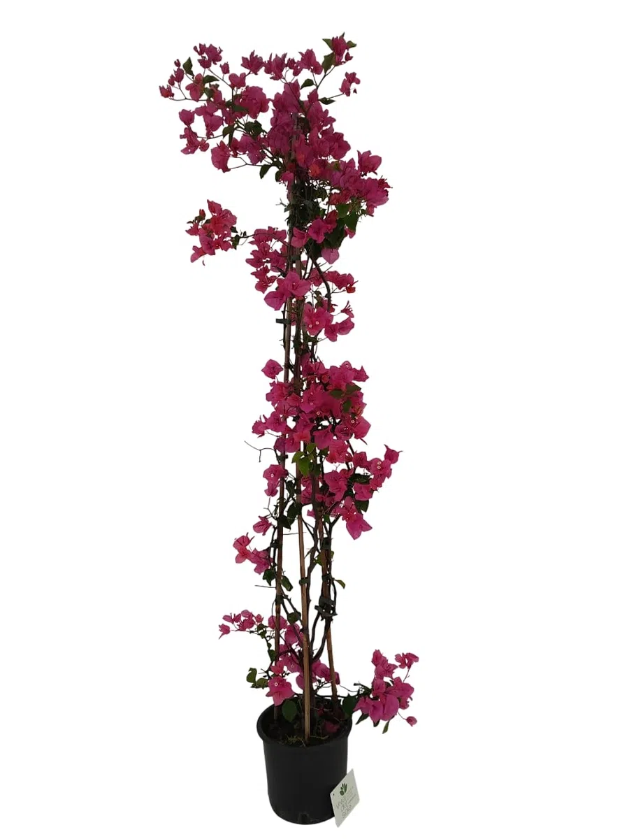 Bougainvillea Glabra Rampicante Pianta ornamentale da esterno vaso diametro cm 18