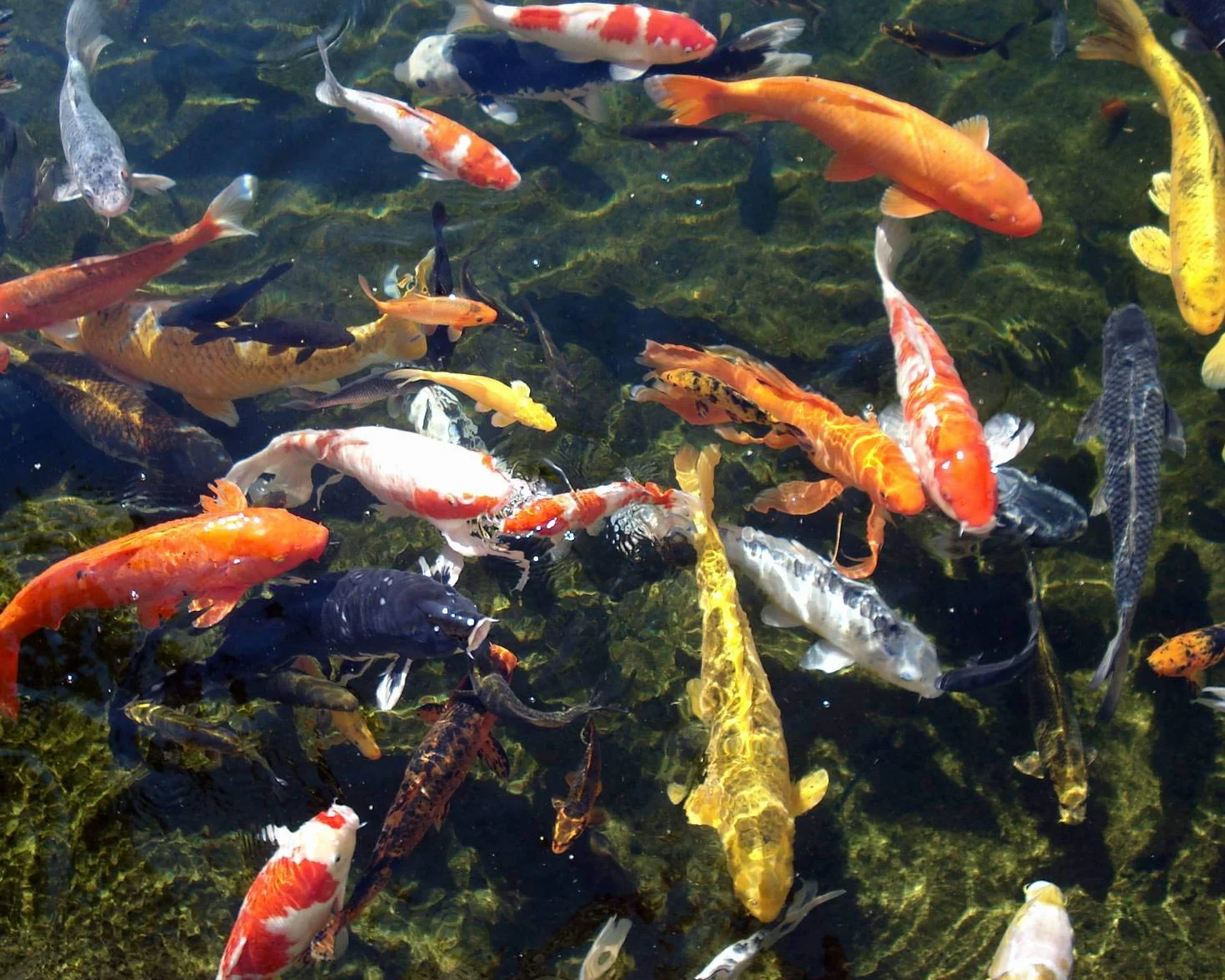 Prodac Pond Color Stick MANGIME 5 kg + 2.5 Carpe Koi Pesci Rossi