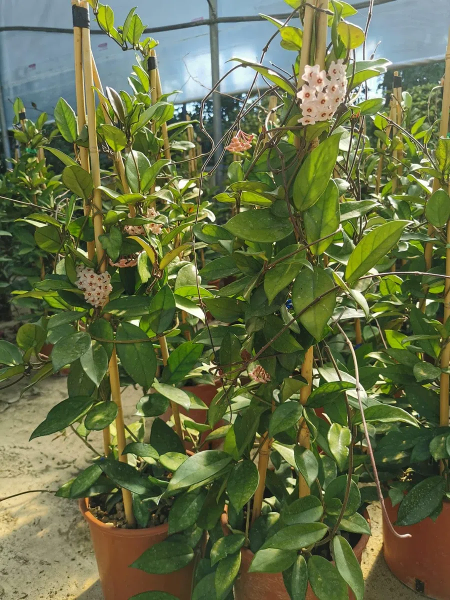 Pianta di Hoya Carnosa Fiori di cera-porcellana Pink, vs20 H110cm