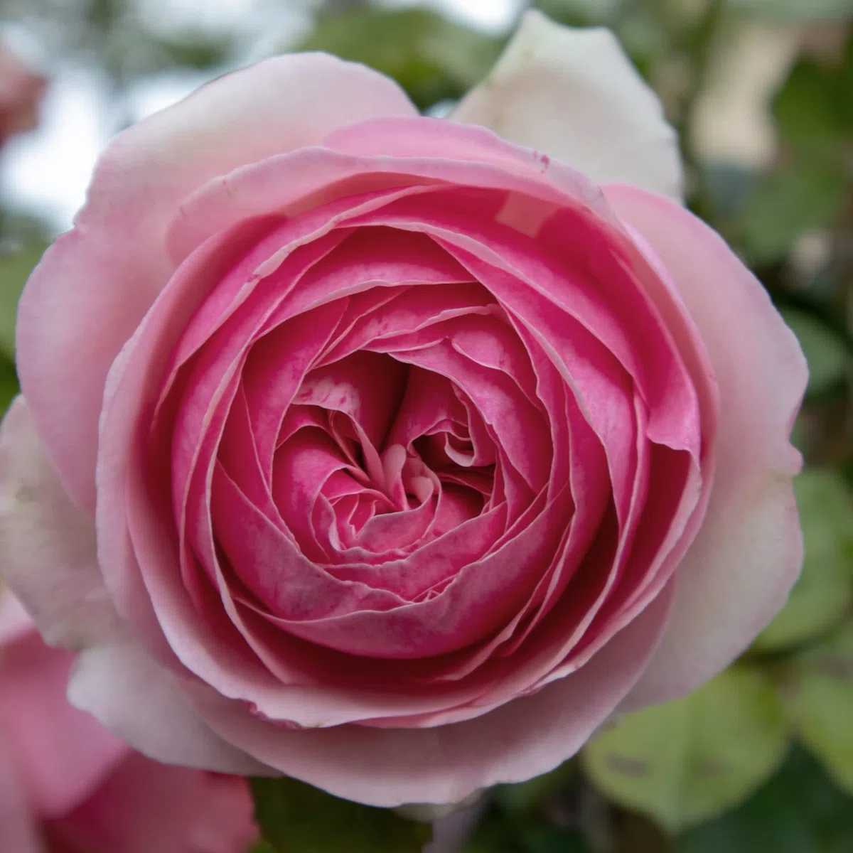 Pierre de Ronsard®,(o Eden Rose®) rosa in vaso di Rose Barni®, pianta rampicante rifiorente a grandi fiori, h.raggiunta 3.5 metri, pianta resistente alle malattie, leggermente profumata, cod.15071