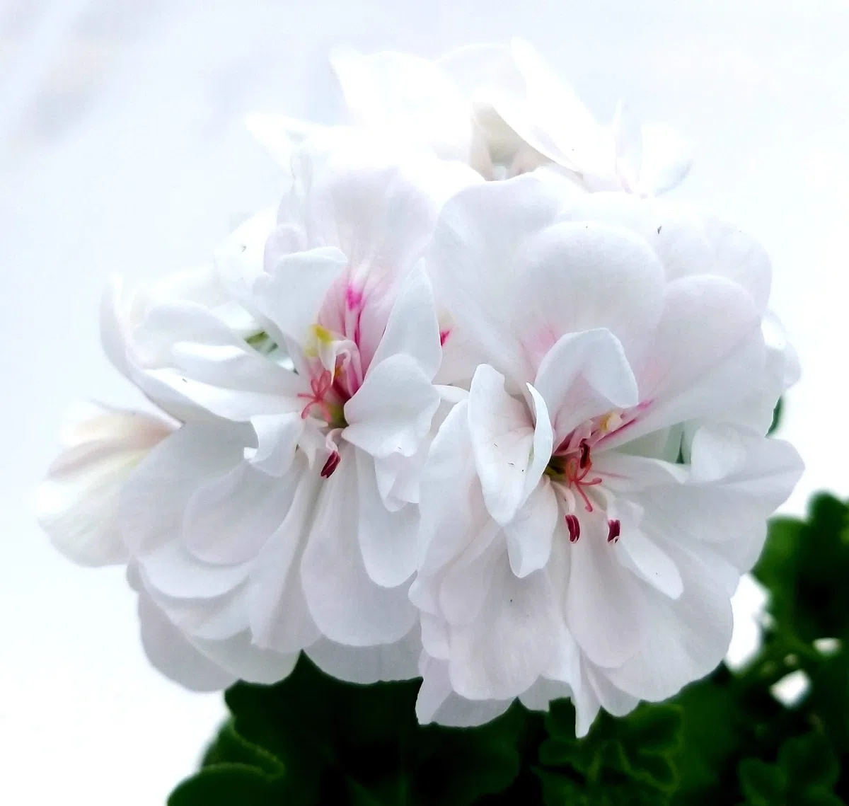 POWERS TO FLOWERS - GERANIO EDERA DOPPIO "HERCULES", PELARGONIUM, 6 PIANTE VASO 14, ROSA-BIANCO-ROSSO, piante vere