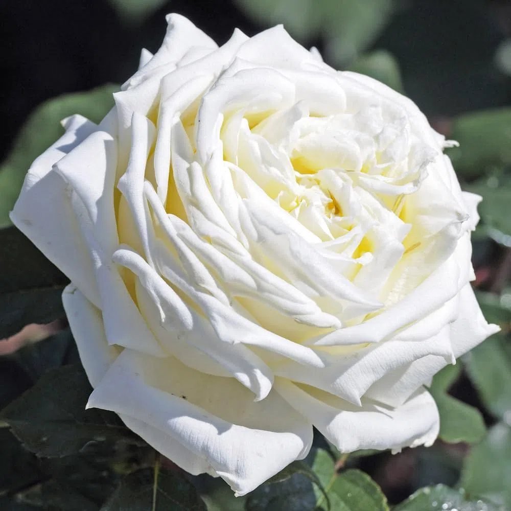 AMDGarden Pianta Rosa Jeanne Moreau ® Meilland Bianca ad Alberello Vaso 24 cm Profumata h 120 cm Fiore Bianco