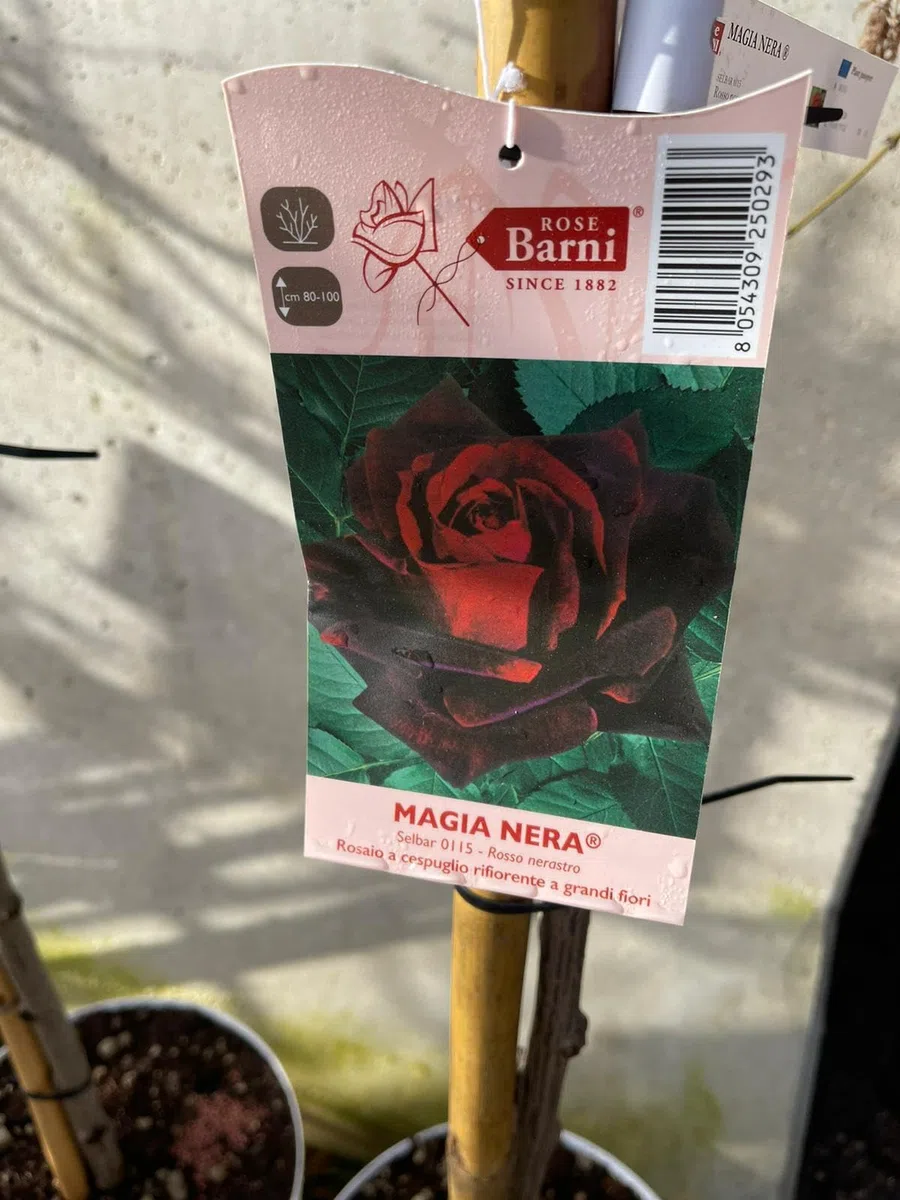 PIANTA DI ROSA ALBERELLO BARNI VASO BIANCO COLORI MIX (MPN:Magia Nera;)