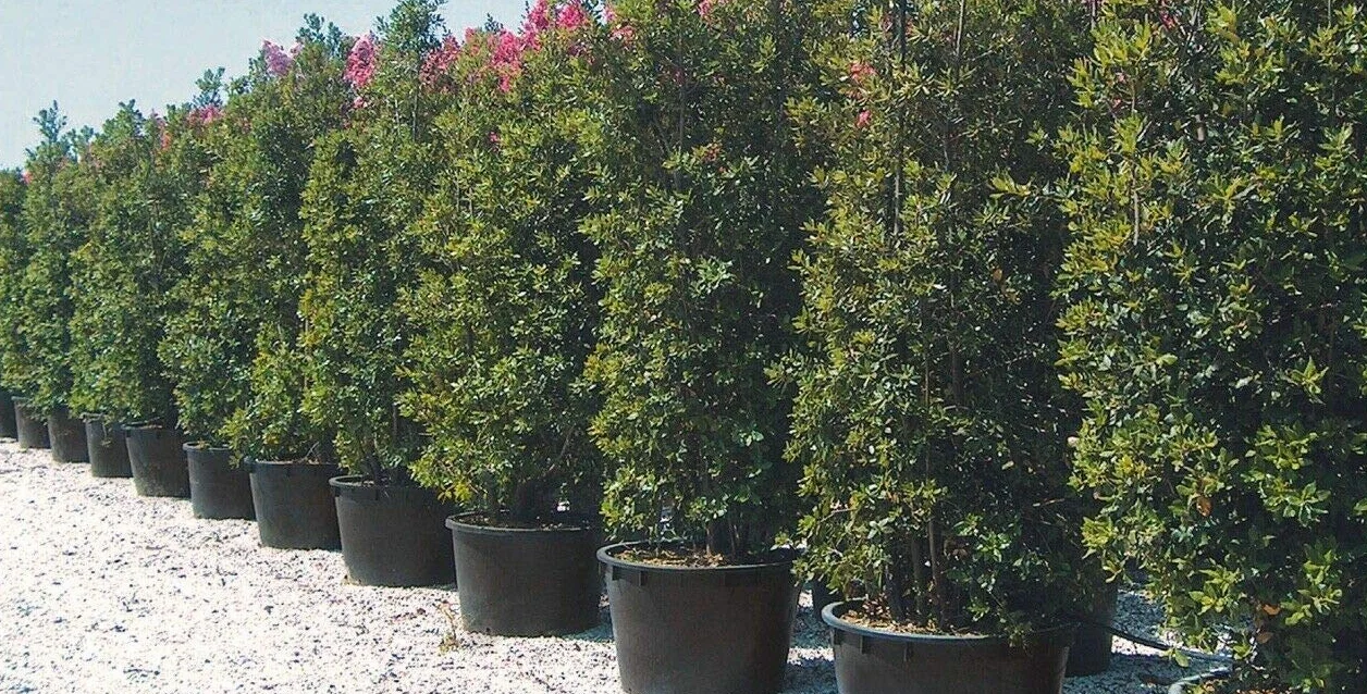 Mastello in plastica nero con manici e fori mastellone tino tinozza giardino Capacità 110 Litri Vivaio di Castelletto