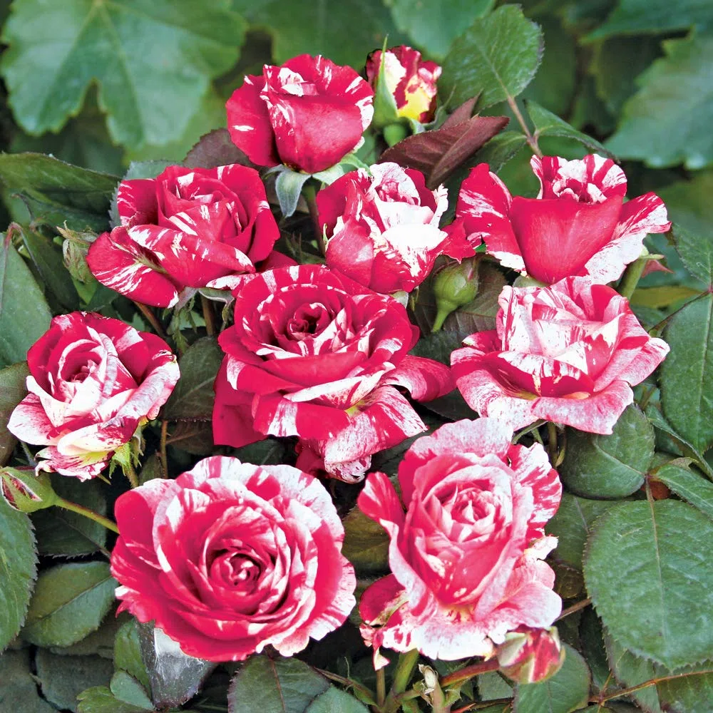 Scentimental®, rosaio vivo Rose Barni®, rosa profumata rossa striato di bianco, pianta rustica fiori grandi, coltivazione in vaso, aiuole e bordure, resistente ai parassiti e qualsiasi clima cod.72096