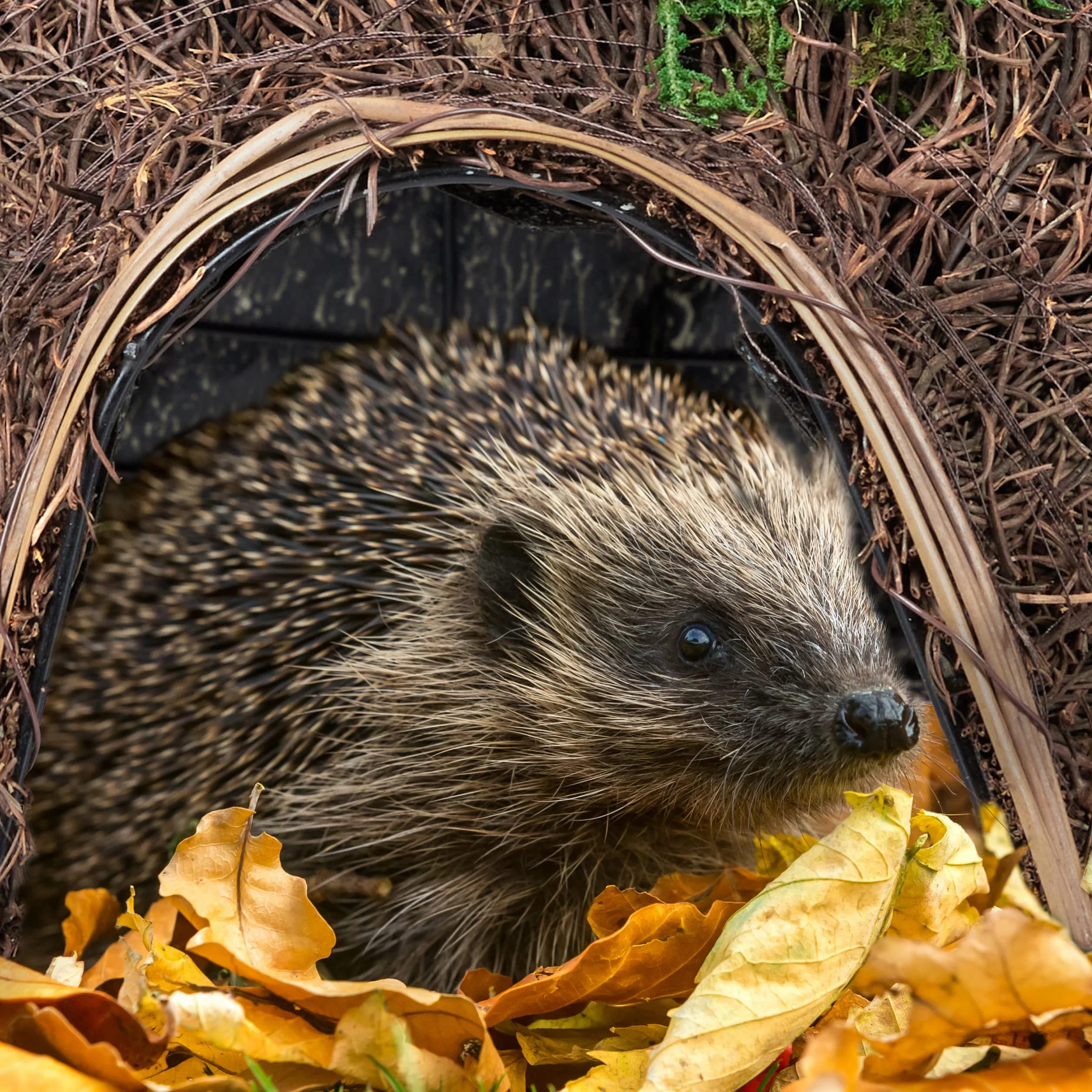 Relaxdays Casetta per Ricci da Giardino in Paglia, Rifugio per Porcospini, Protezione Contro Animali Predatori, Marrone