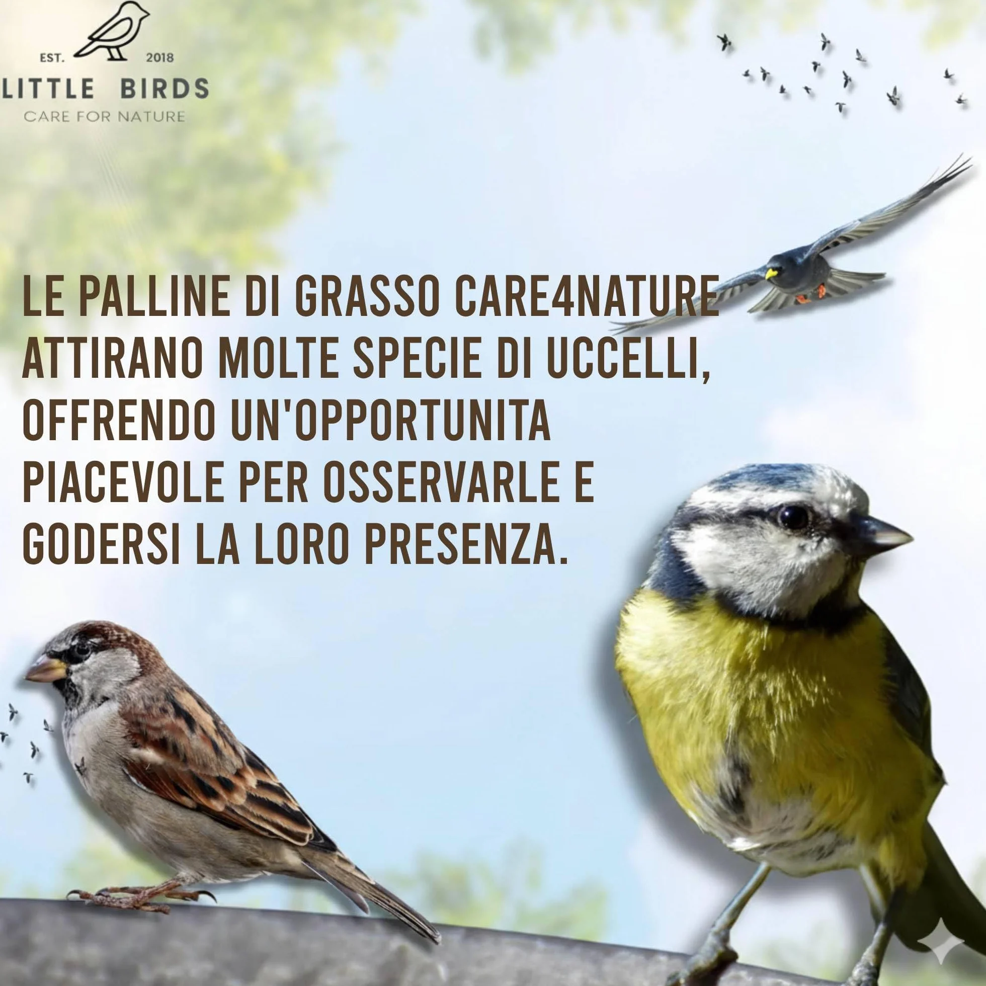 Care4Nature 100 Palline di Grasso per Uccelli Selvatici - Ingredienti Naturali