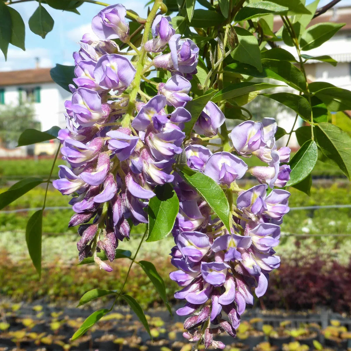 Glicine a Fiore Viola, 2 piante alte 100/120 cm, vaso 16