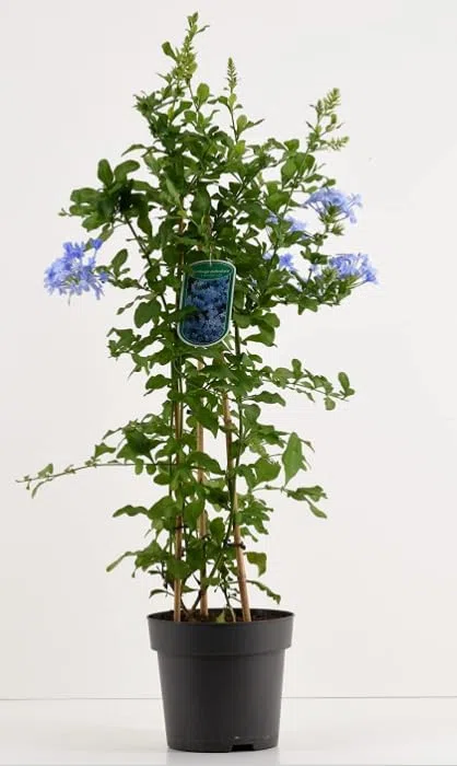 Plumbago auriculata Piombaggine PIANTA VERA ALTA Terre di Romagna MADE IN ITALY COLORE AZZURRO
