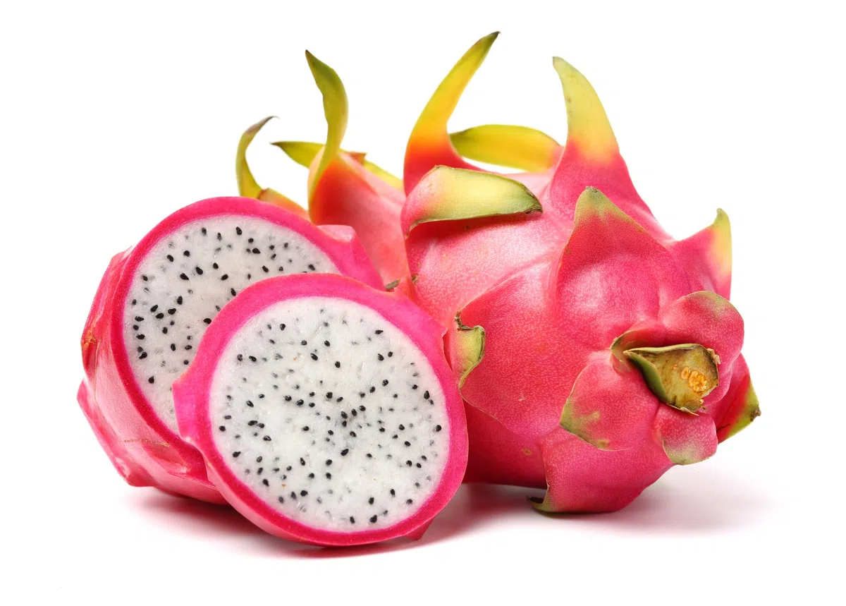 PITAYA TRIS GIALLA POLPA ROSSA BIANCA FRUTTO DEL DRAGO HYLOCEREUS UNDULATUS DRAGON FRUIT 3 PIANTE
