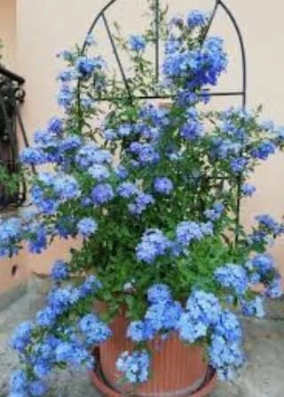 Plumbago auriculata Piombaggine PIANTA VERA ALTA Terre di Romagna MADE IN ITALY COLORE AZZURRO