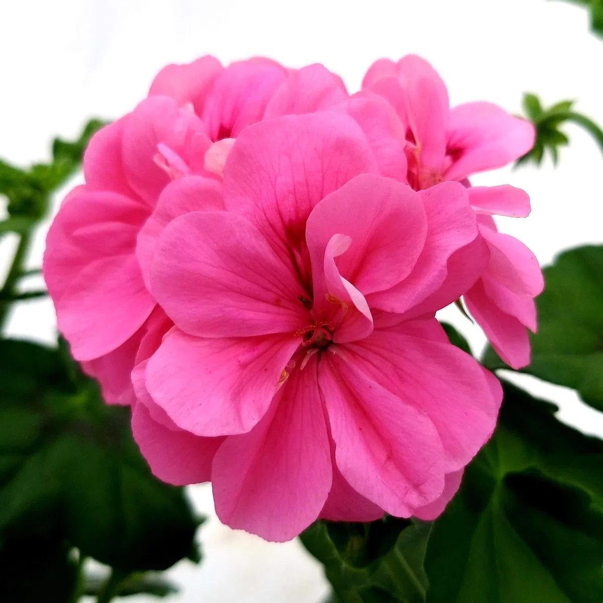 POWERS TO FLOWERS - GERANIO EDERA DOPPIO "HERCULES", PELARGONIUM, 6 PIANTE VASO 14, ROSA-BIANCO-ROSSO, piante vere