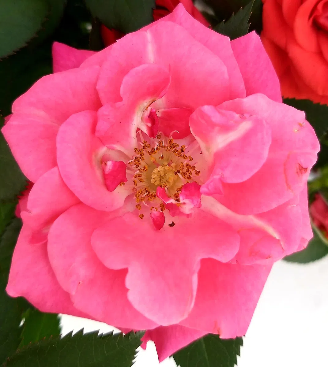 POWERS TO FLOWERS - ROSA DA GIARDINO RAMPICANTE e RIFIORENTE, ROSA ROSSA, GIALLA e ROSA, 3 PIANTE, Piante Vere