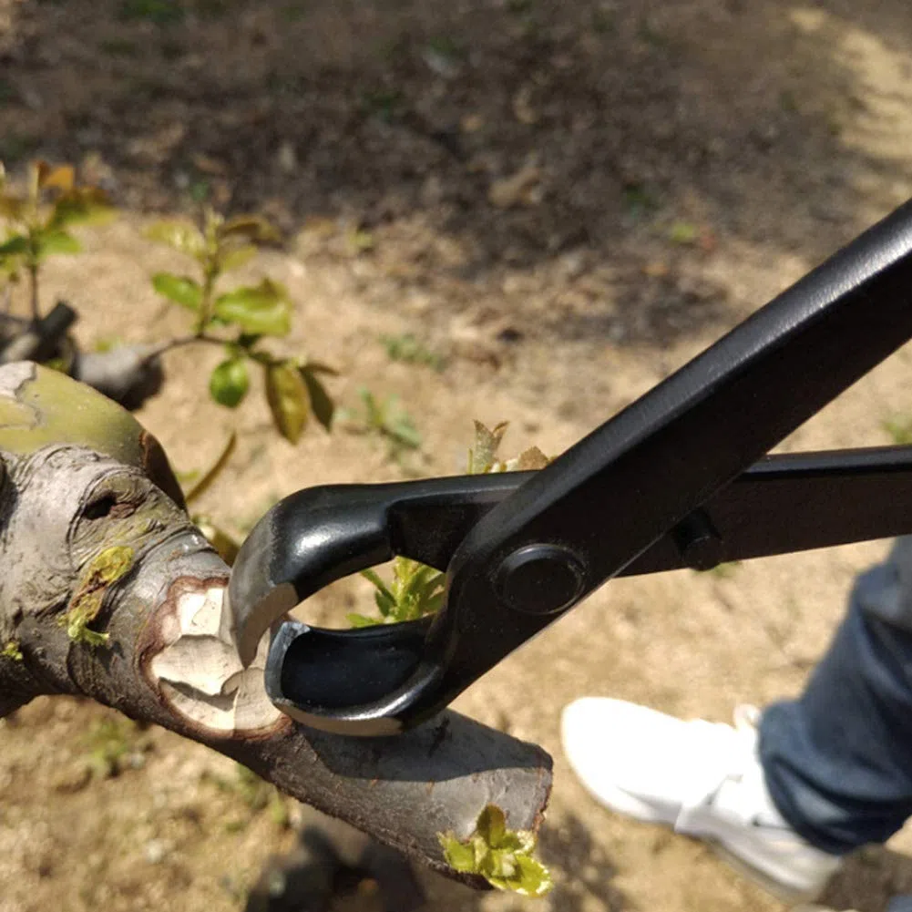 Set di Attrezzi per Bonsai, Kit di Taglio da Giardino, Acciaio Inossidabile di Alta qualità per Frutteto