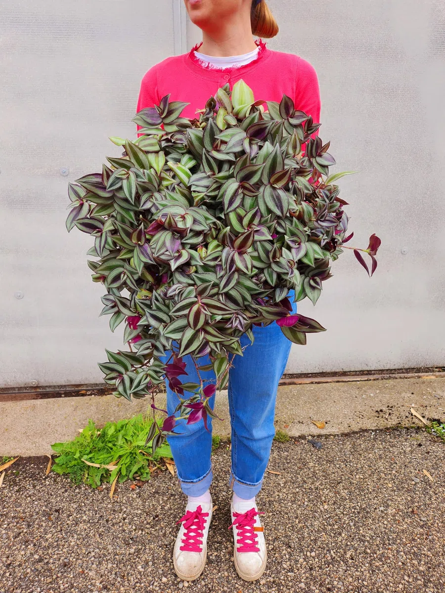 POWERS TO FLOWERS - TRADESCANTIA ZEBRINA XXL ESEMPLARE VASO 27CM DIAMETRO pianta vera