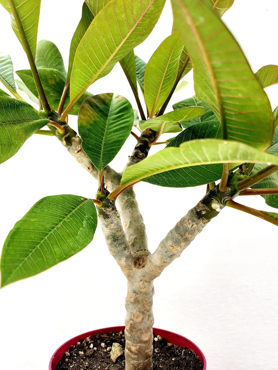 POWERS TO FLOWERS - PLUMERIA FRANGIPANI RAMIFICATA ARANCIONE, altezza 45cm, vaso 16 cm diametro, pianta vera