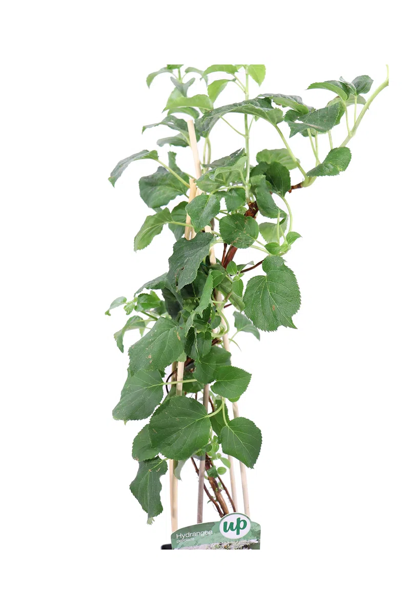 Ortensia Rampicante Hydrangea Petiolaris Fiore Bianco Ornamentale Vaso 17 cm