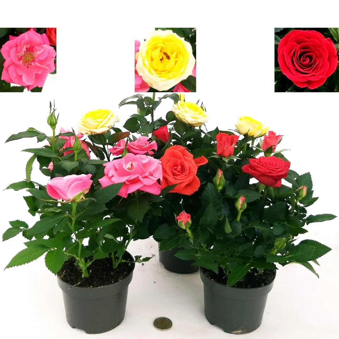 POWERS TO FLOWERS - ROSA DA GIARDINO RAMPICANTE e RIFIORENTE, ROSA ROSSA, GIALLA e ROSA, 3 PIANTE, Piante Vere
