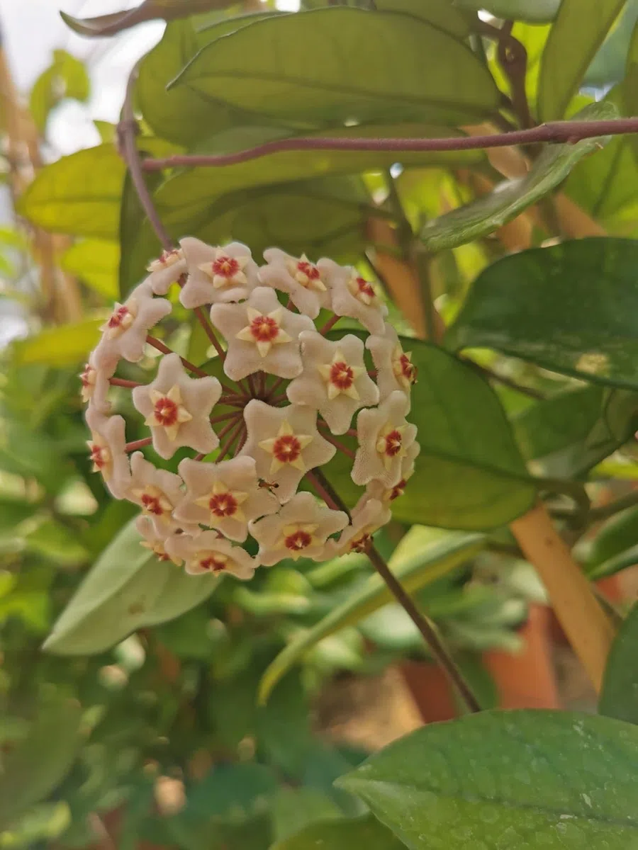 Pianta di Hoya Carnosa Fiori di cera-porcellana Pink, vs20 H110cm