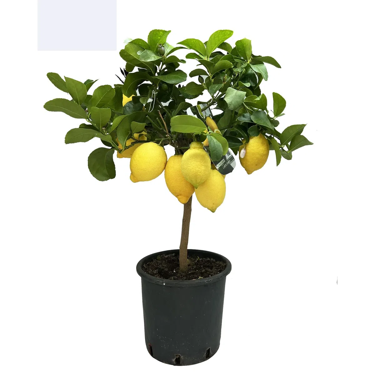 SAVINI VIVAI Pianta di Limone Albero Agrumi Carrubaro Limone ad Alberello in Vaso da 20 cm altezza 70 cm 2-3 Anni di innesto Made Italy