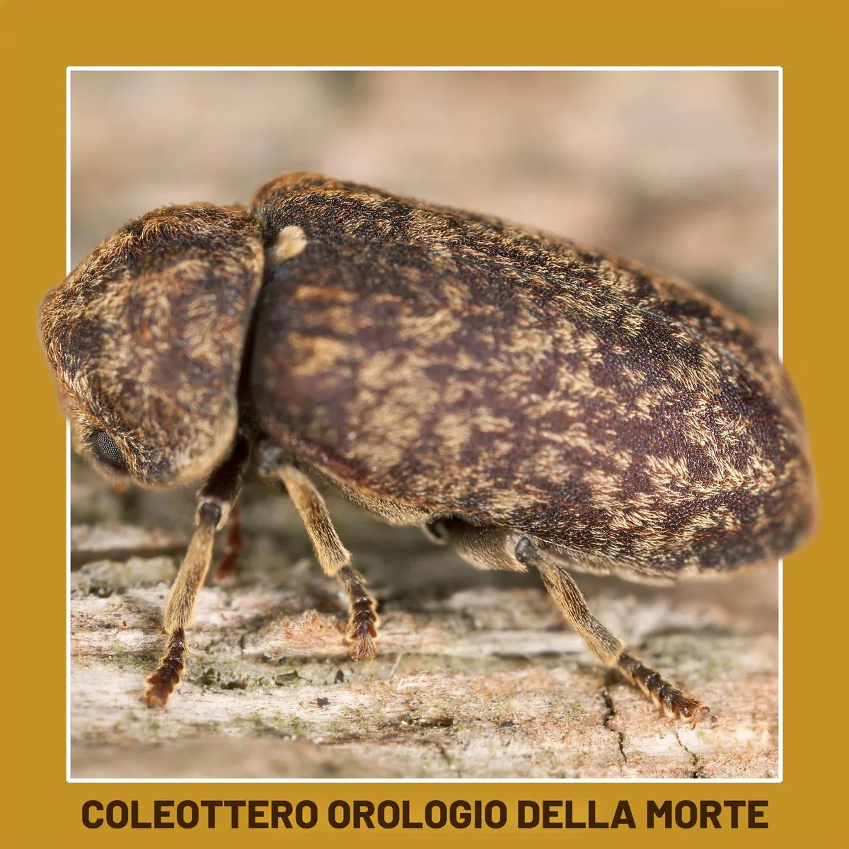 Soluguard Antitarlo – 5 Litri – Trattamento Antitarlo e Antitermiti per Legno, Pronto all’Uso, ad Alta Concentrazione, Formula Trasparente