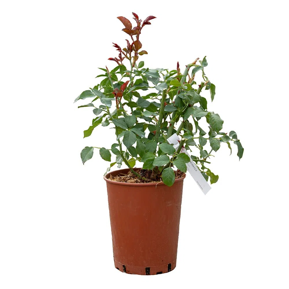 Eustacia Vye®, rosaio viva di Rose Barni®, rosa in vaso English Roses®, fiori medio grandi a coppa, profumo intenso, colore sfumato rosa albicocca, cod. 71111