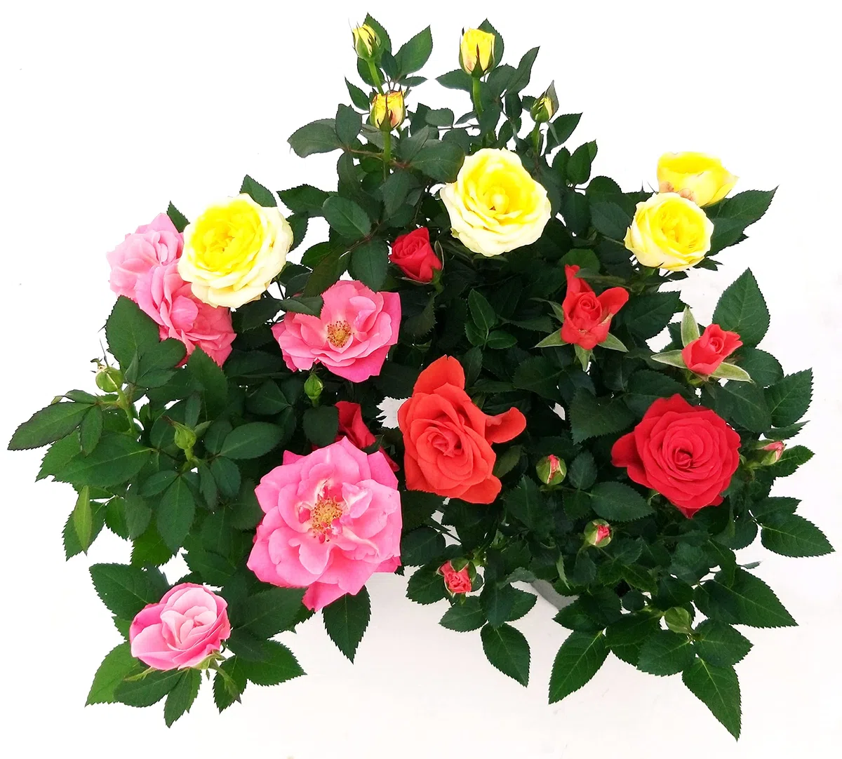 POWERS TO FLOWERS - ROSA DA GIARDINO RAMPICANTE e RIFIORENTE, ROSA ROSSA, GIALLA e ROSA, 3 PIANTE, Piante Vere