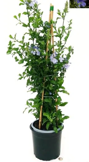 Plumbago auriculata Piombaggine PIANTA VERA ALTA Terre di Romagna MADE IN ITALY COLORE AZZURRO
