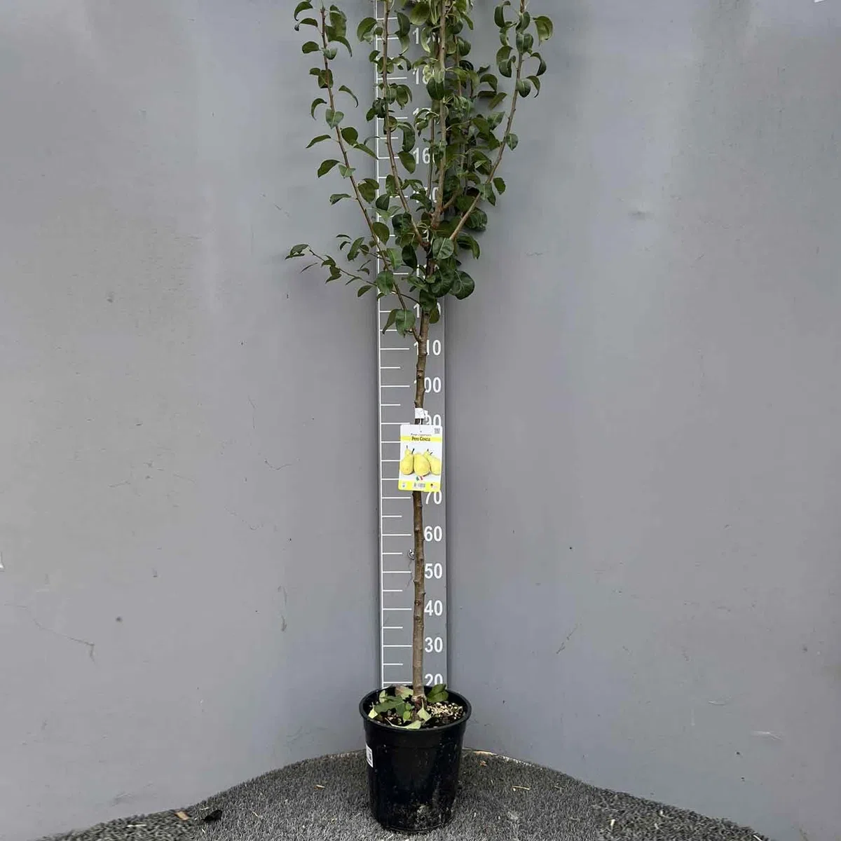 SAVINI VIVAI Pianta di Pero Coscia Albero di Pera Vaso 22-24 cm 2-3 Anni Altezza 130-150 cm Made in Italy