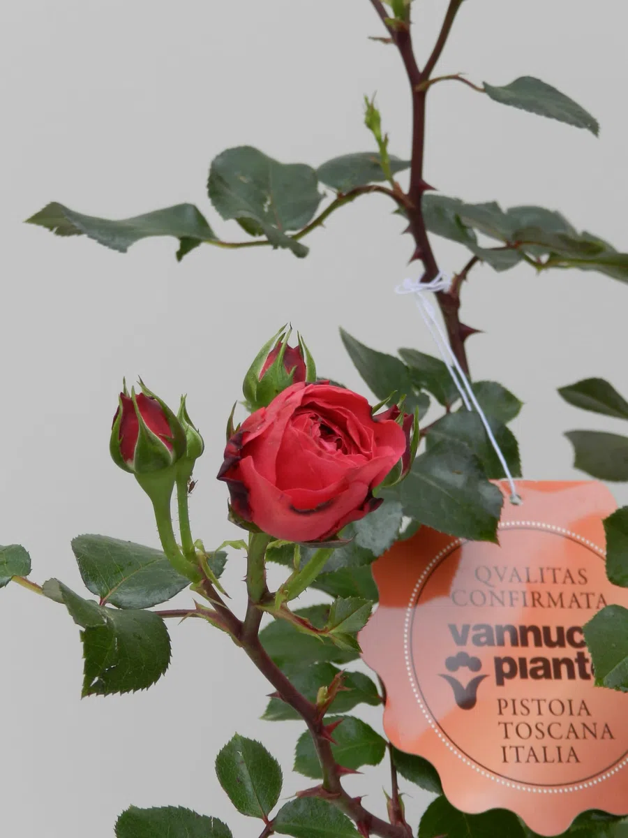 Vannucci Piante - Rosa vera a cespuglio in vaso. Pianta da balcone con bellissime colorazioni! (Rosso)