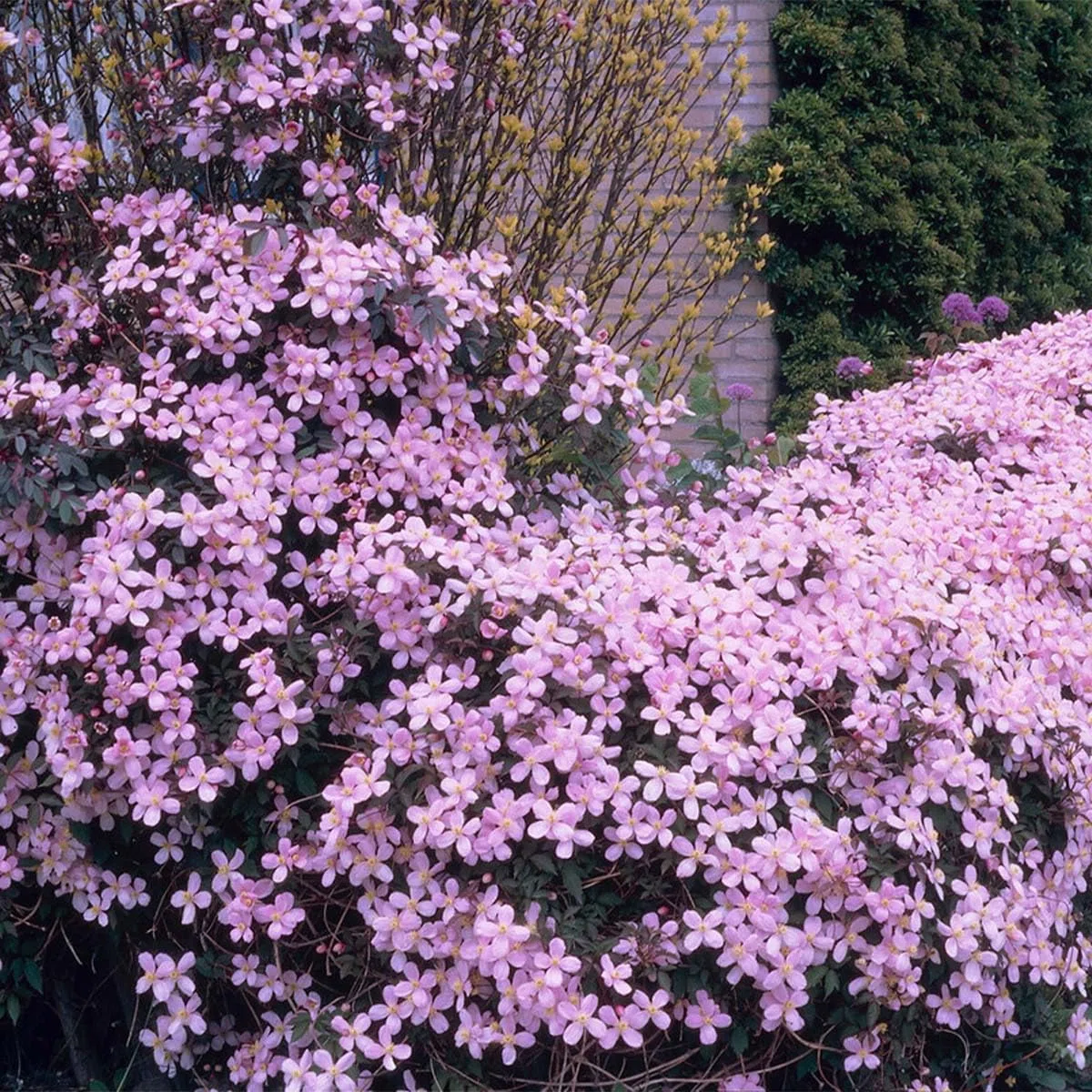 Bloomique Clematis montana 'Rubens' Clematide Rosa chiaro Rampicante Resistente al freddo 50-70 cm Vaso 15 cm