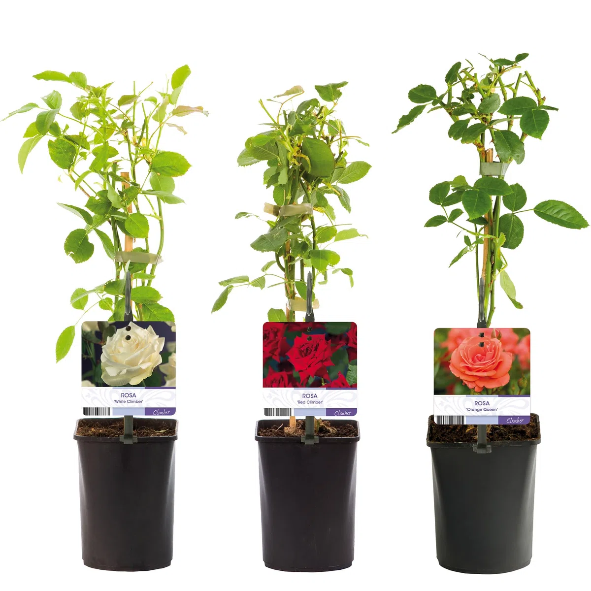GardenersDream 3X Piante di Rose Rampicanti – Varietà Arancione, Rossa e Bianca Arbusti Fioriti - Rose Rampicanti per Muri, Recinzioni e Giardino