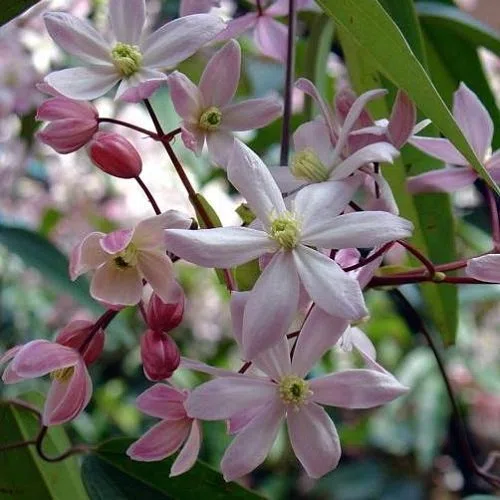 Clematis armandii 'Apple Blossom' - Pianta rampicante perenne - rosa - Vaso da 2 litri
