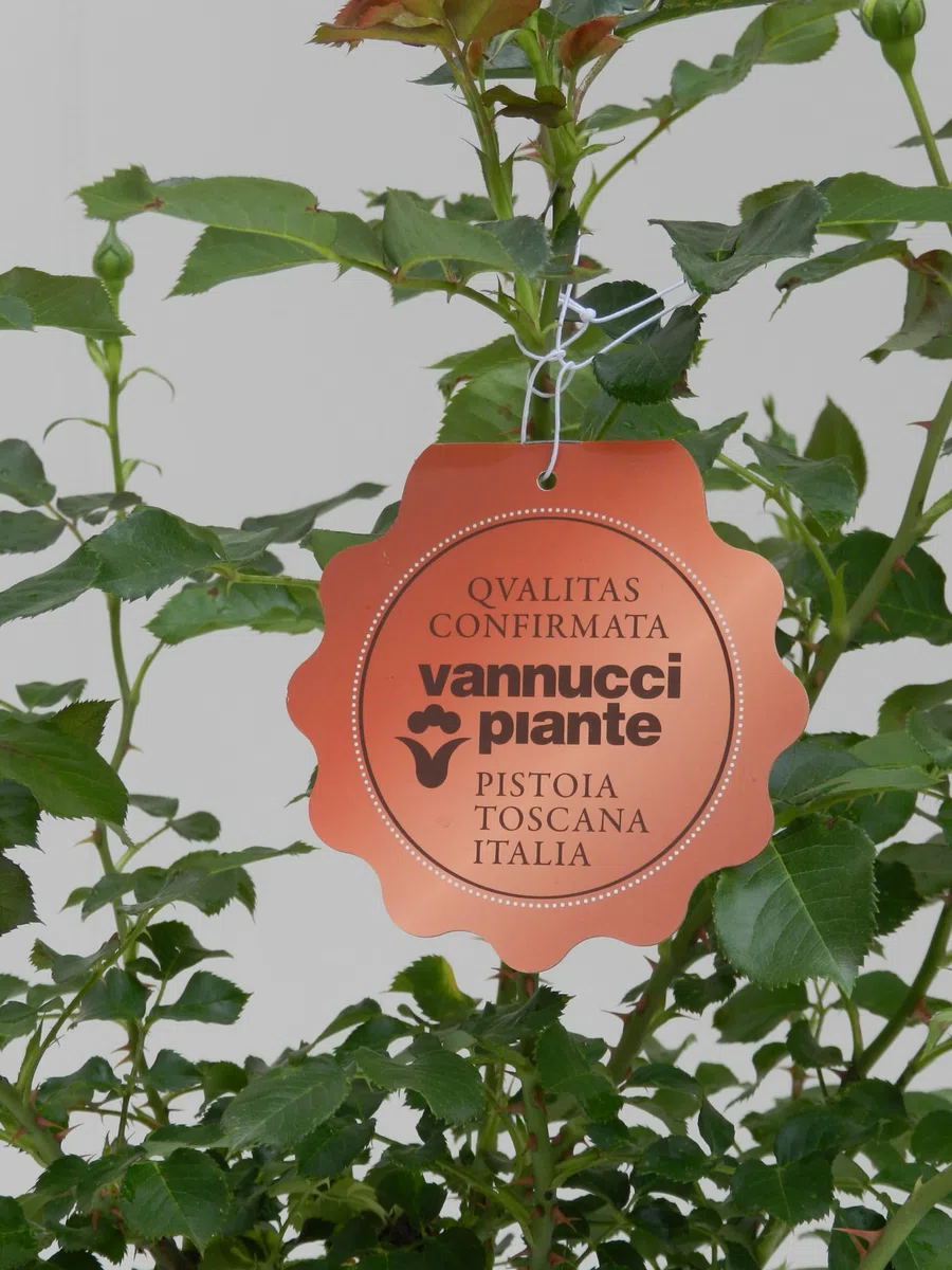 Vannucci Piante - Rosa vera a cespuglio in vaso. Pianta da balcone con bellissime colorazioni! (Rosso)