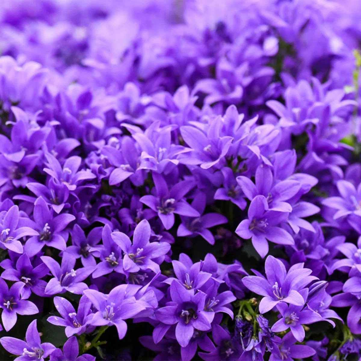 Bloomique - Set di 3 - Campanula Ambella Intense Purple - Fiore Campanula - Coprisuolo - Pianta da Giardino - Resistente al Freddo - Sicura per gli Animali - Altezza 10-20 cm - Vaso 10,5 cm