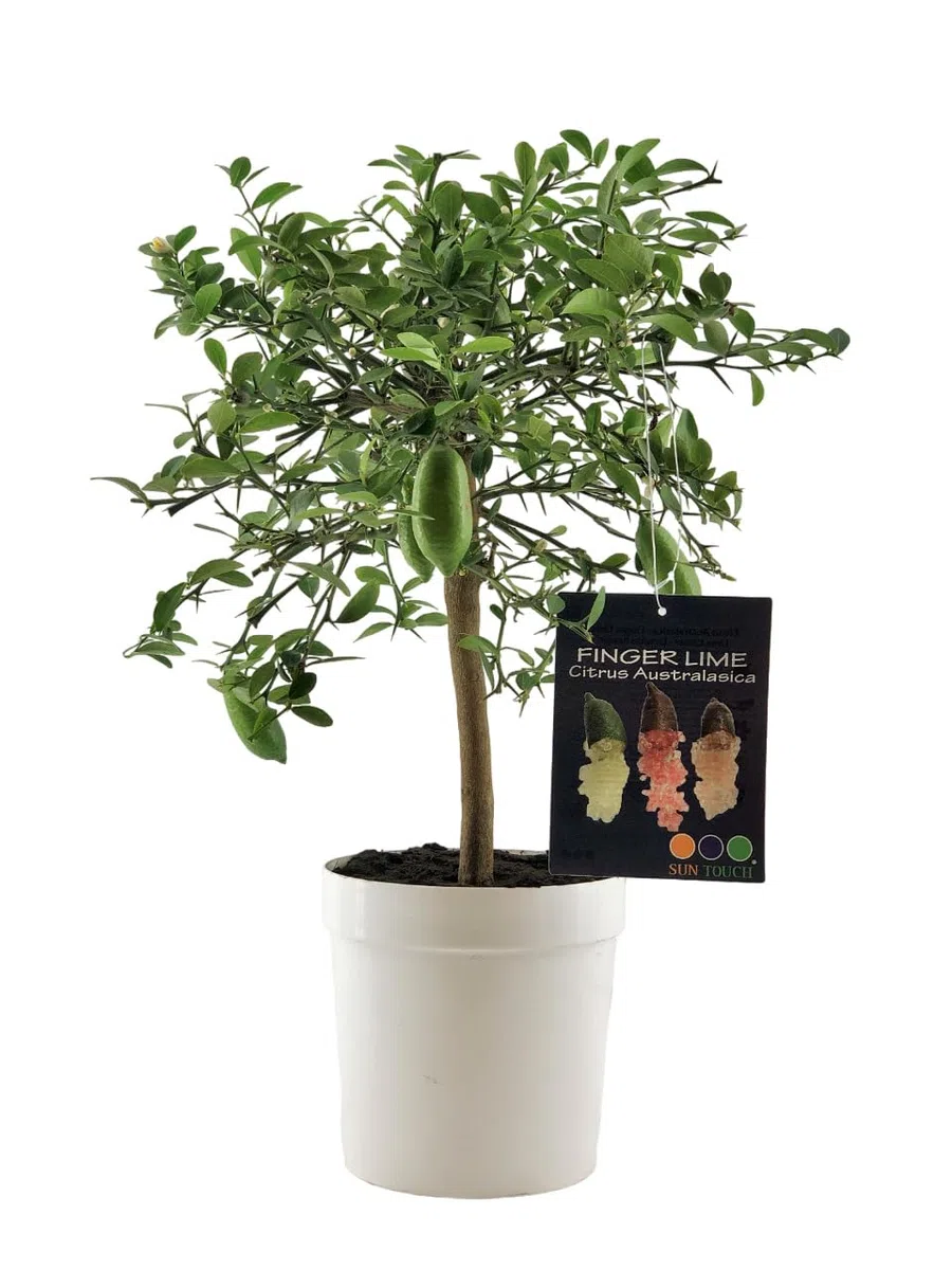 Citrus australasica Finger Lime Caviale di Limone H50-60cm vaso ø18 Bianco