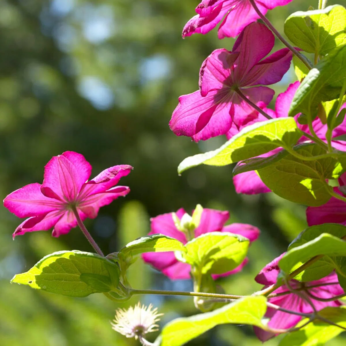 Clematis 'Ville de Lyon' Bloomique Set di 2 Rosa scuro Rampicante Resistente al freddo Alte 50-70 cm Vaso 15 cm
