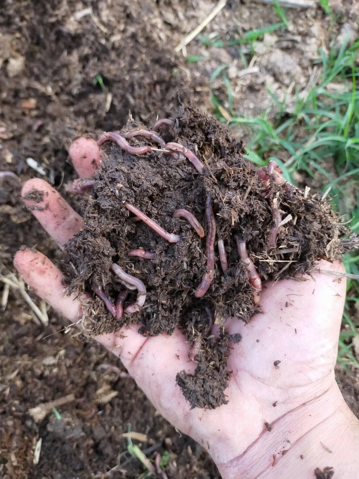 Lombrichi Rossi Vivi Californiani .Eisenia Fetida,-500 gr-per Compostaggio Domestico e Humus + OMAGGIO