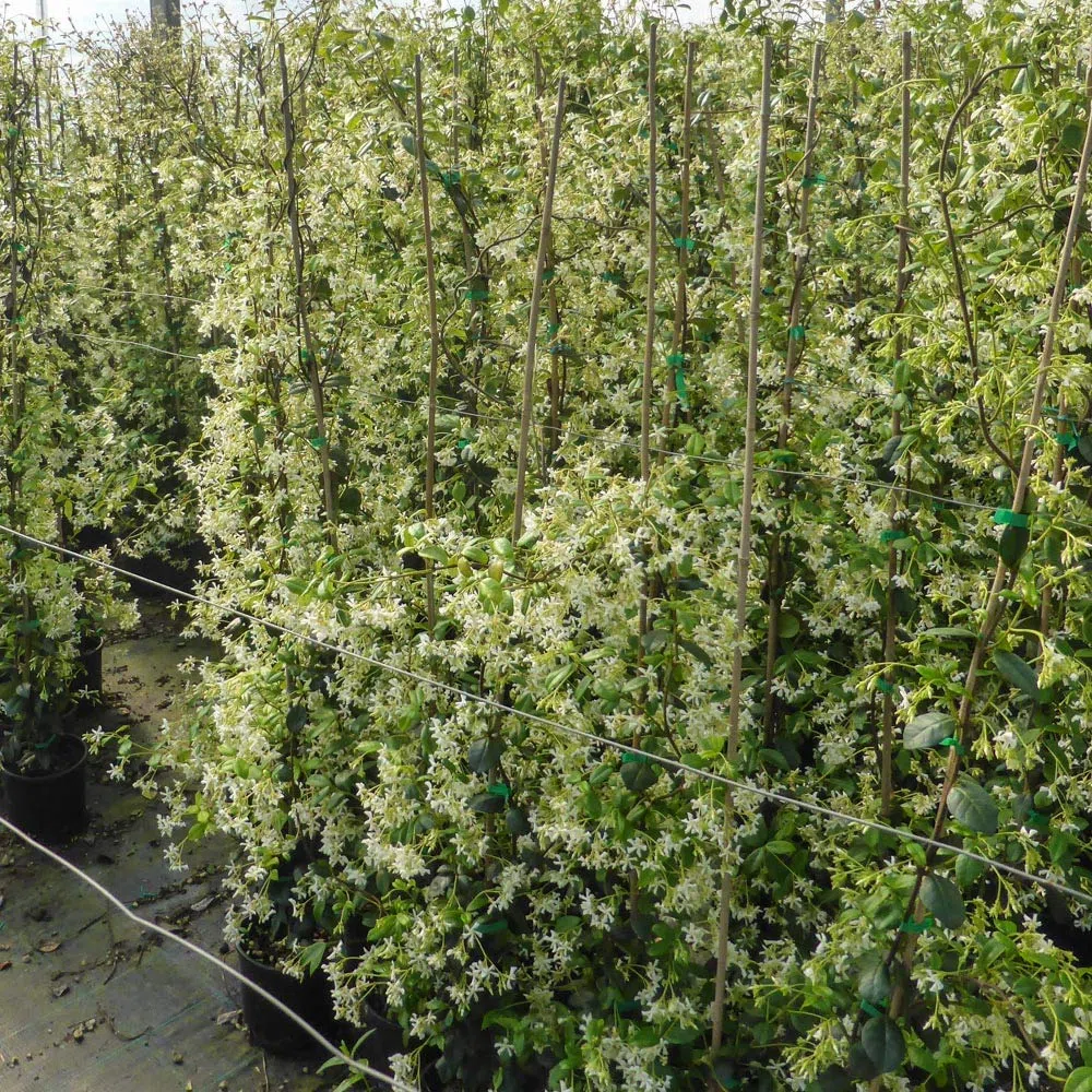 Gelsomino Rampicante 120-140 cm, Trachelospermum Jasminoides, Falso Gelsomino