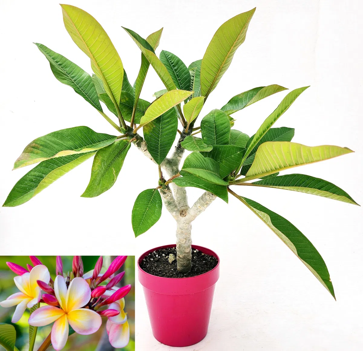 POWERS TO FLOWERS - PLUMERIA FRANGIPANI RAMIFICATA BIANCO/ROSA CON OCCHIO GIALLO, altezza 45cm, vaso 16 cm diametro, pianta vera
