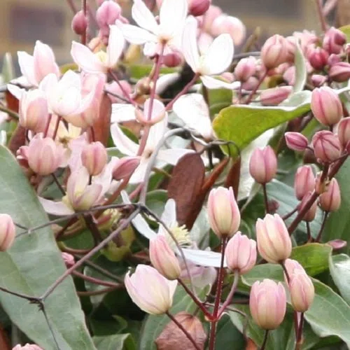 Clematis armandii 'Apple Blossom' - Pianta rampicante perenne - rosa - Vaso da 2 litri