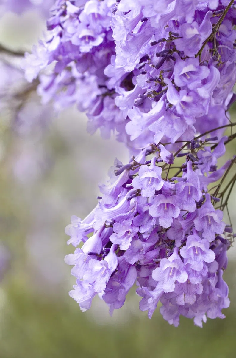 Albero di Jacaranda mimosifolia fiore Viola, Albero Ornamentale Tropicale, Fiori Lilla a Campana, altezza pianta H200cm