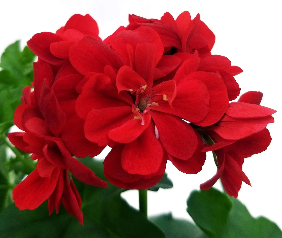 POWERS TO FLOWERS - GERANIO EDERA DOPPIO "HERCULES", PELARGONIUM, 6 PIANTE VASO 14, ROSA-BIANCO-ROSSO, piante vere