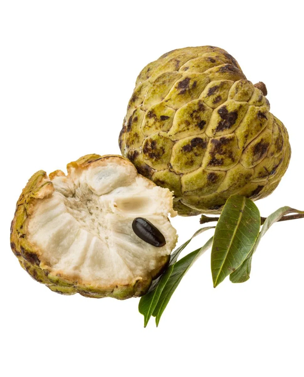 Annona Atemoya African Pride w doniczce Ø18 cm wys. 80/100 cm