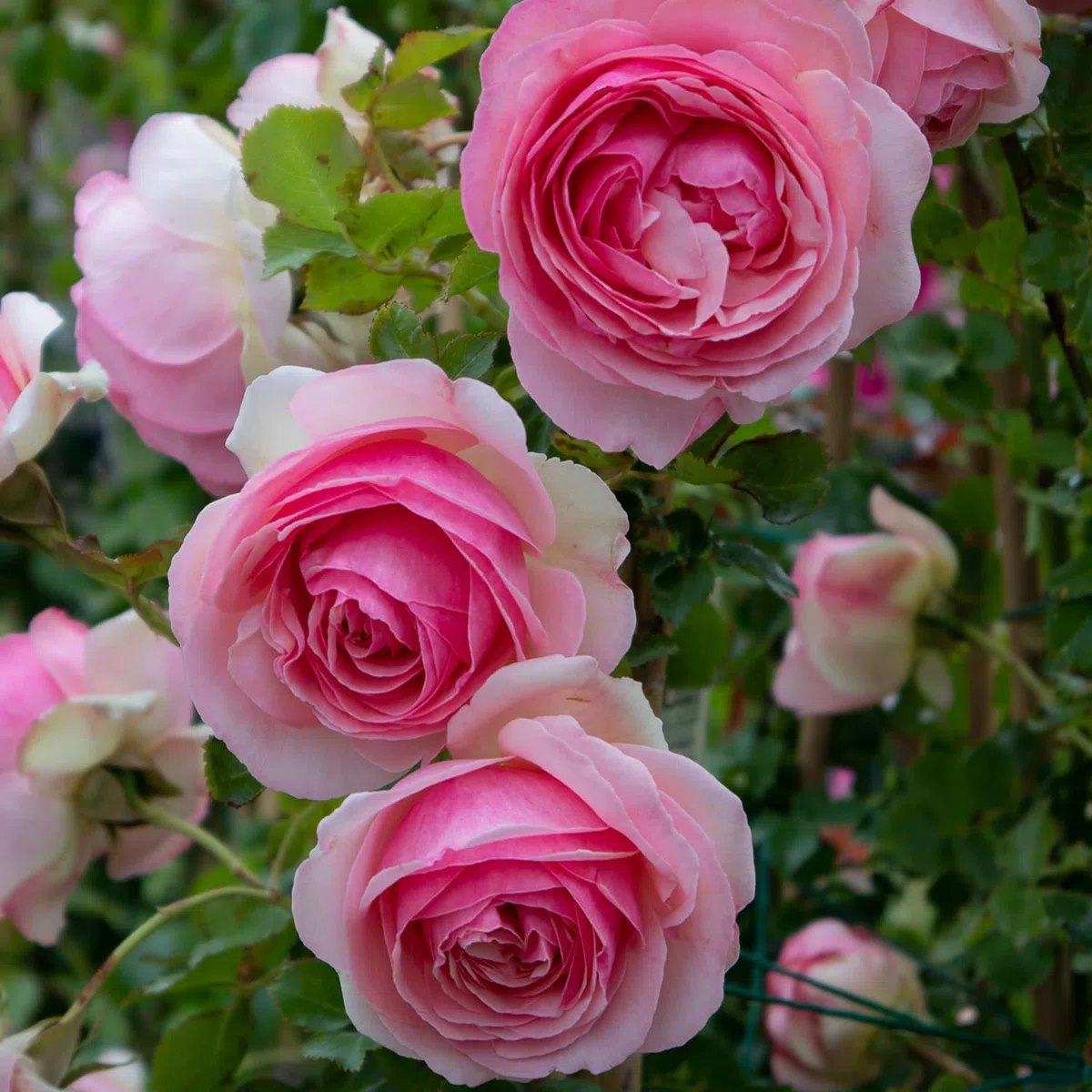 Pierre de Ronsard®,(o Eden Rose®) rosa in vaso di Rose Barni®, pianta rampicante rifiorente a grandi fiori, h.raggiunta 3.5 metri, pianta resistente alle malattie, leggermente profumata, cod.15071