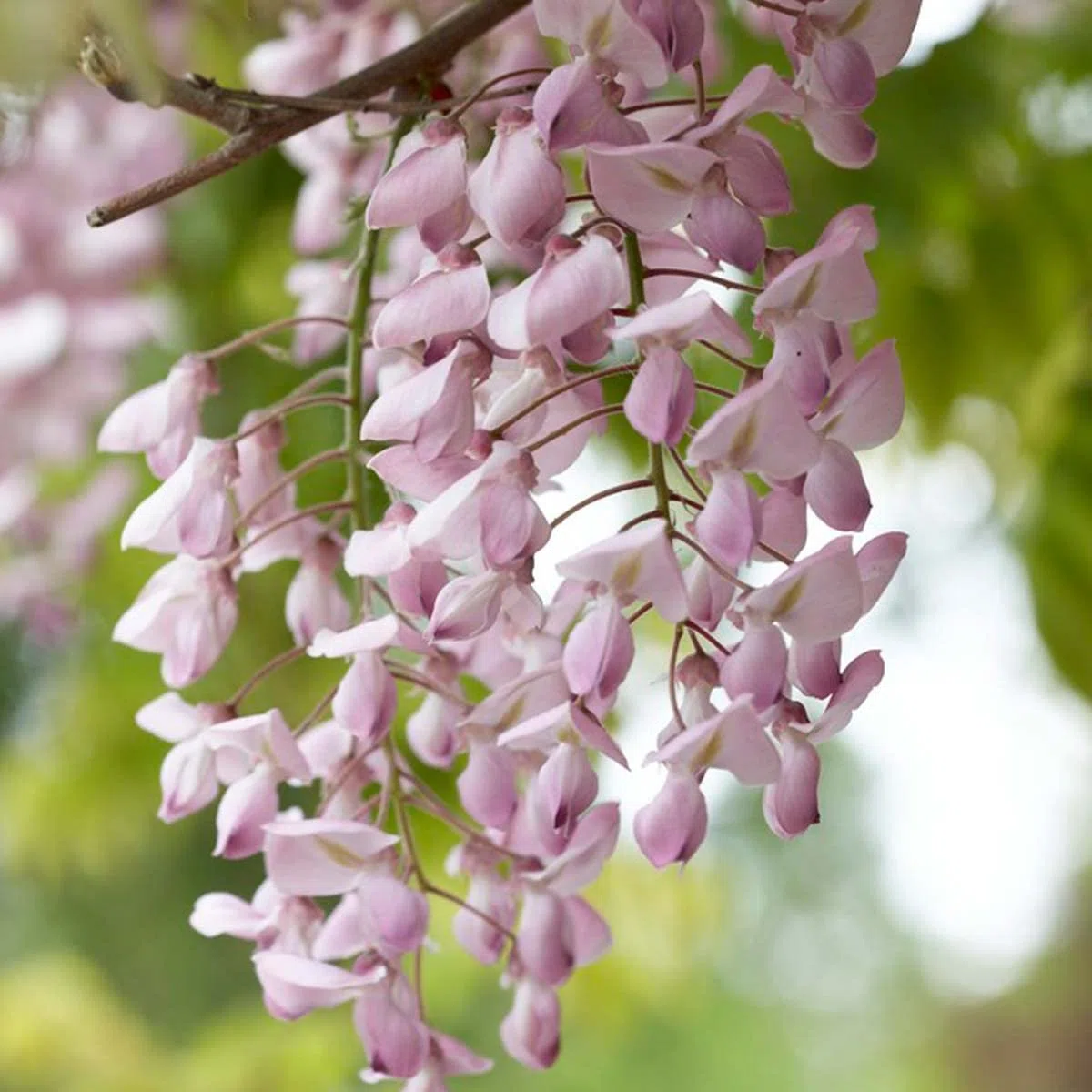 Bloomique - Wisteria floribunda ‘Rosea’ - Glicine rampicante - Rosa - Rampicante - Pianta da giardino - Resistente al freddo - Alta 50-70 cm - Vaso da 15 cm